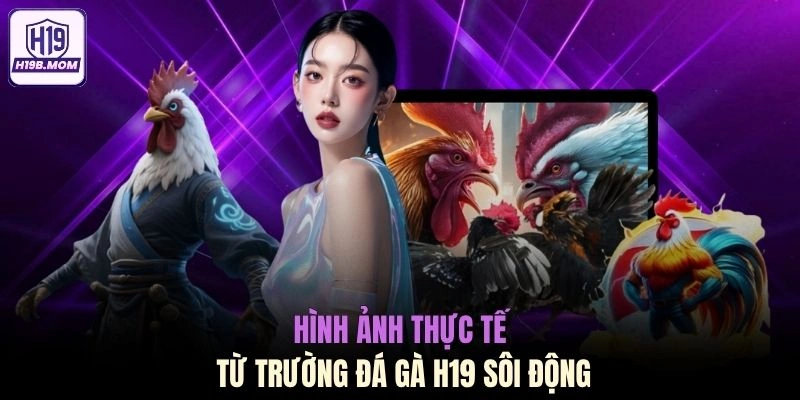 Hình ảnh thực tế từ trường đá gà H19 sôi động